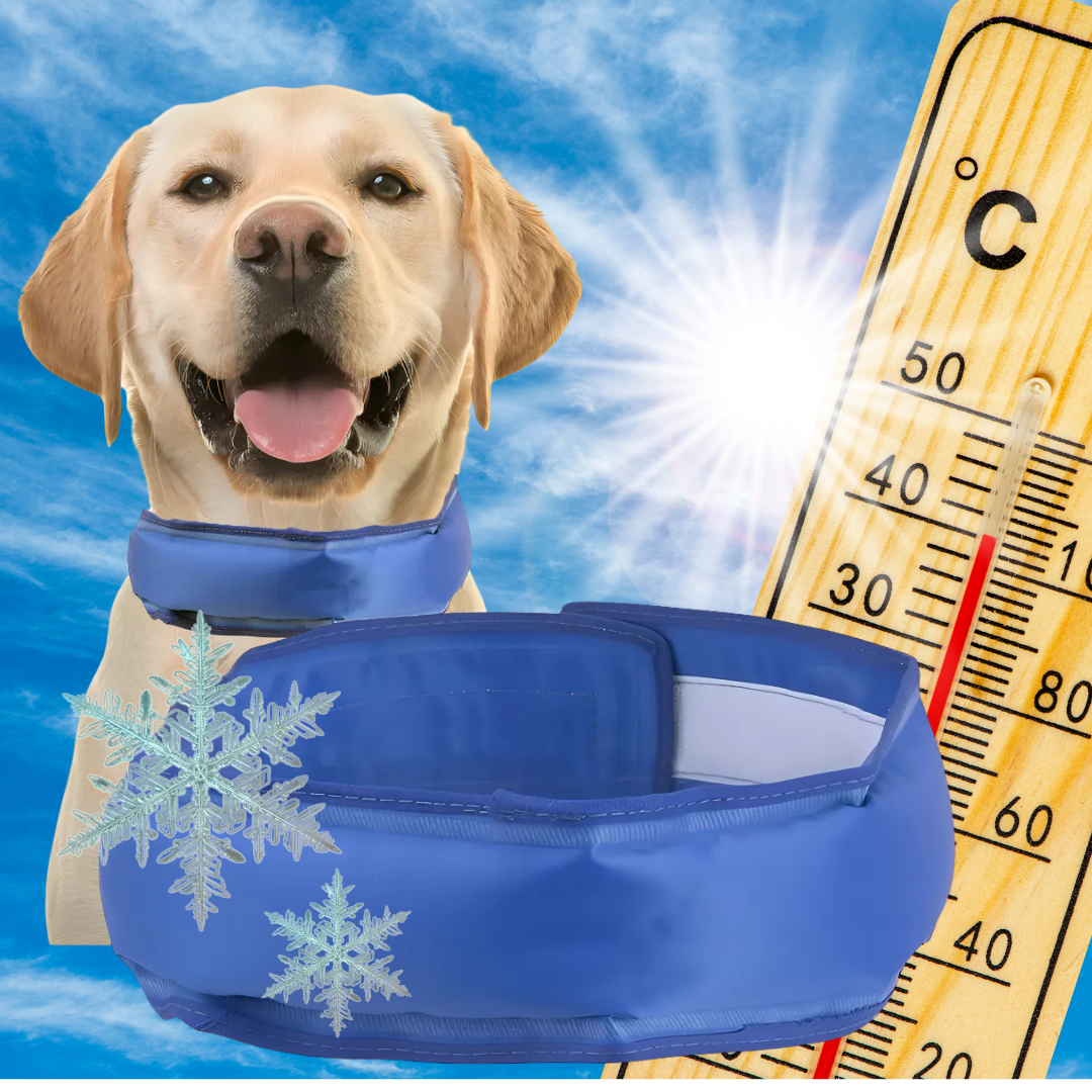 Collar Gel Refrescante – Perros & Gatos PACK X3